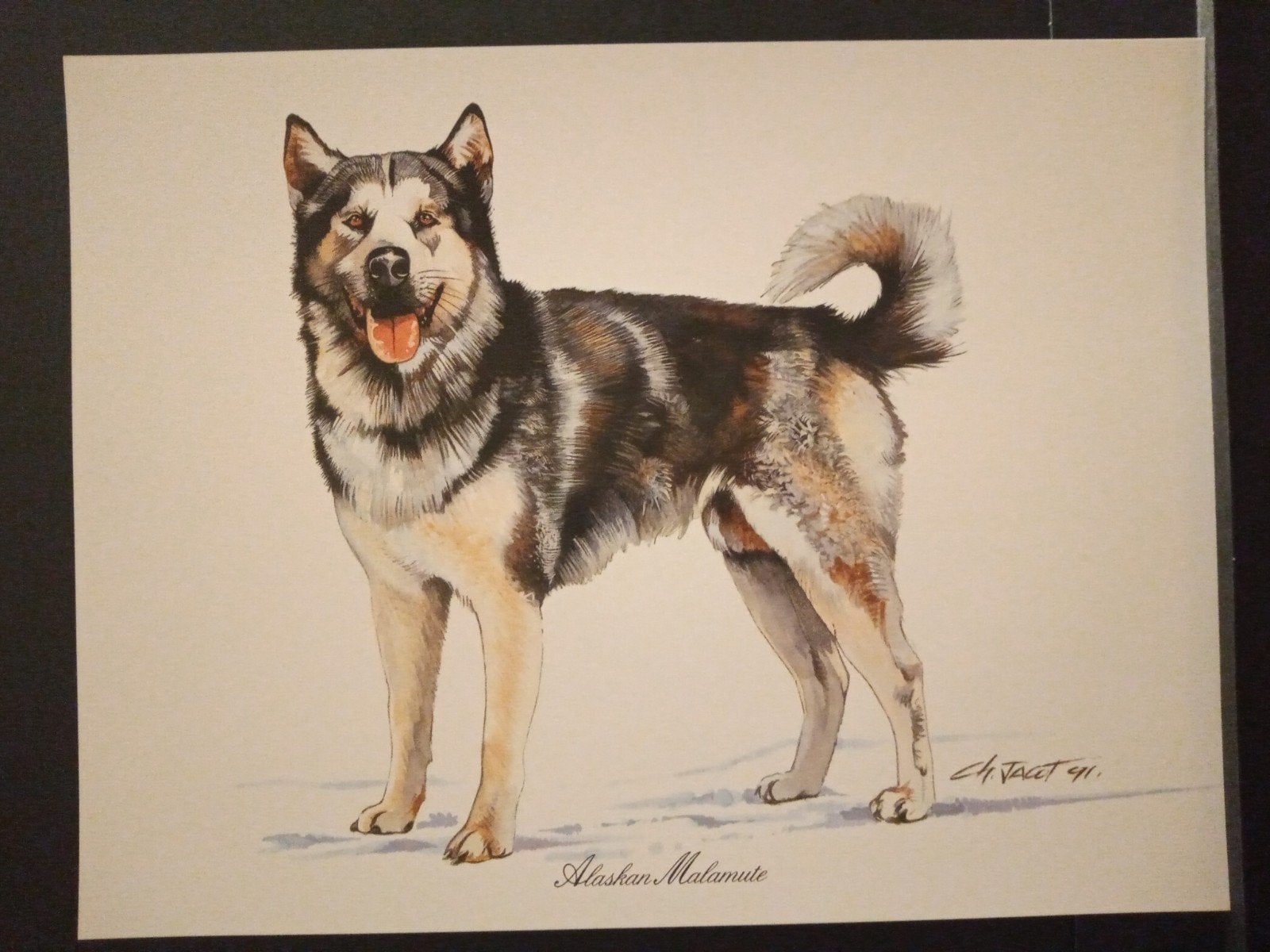 Alaskan Malamute - prent - levensecht - Ch Jacot tekenaar, Verzenden, 1980 tot heden, Zo goed als nieuw, Dier