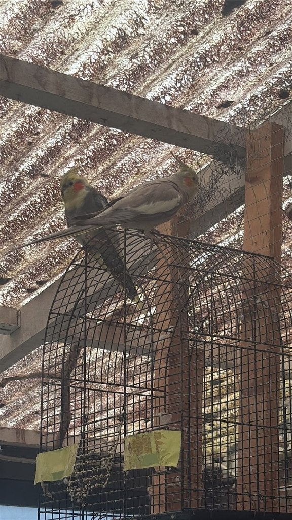 Valkparkiet Koppel Zoekt Liefdevol en Permanent Thuis, Dieren en Toebehoren, Vogels | Parkieten en Papegaaien, Meerdere dieren
