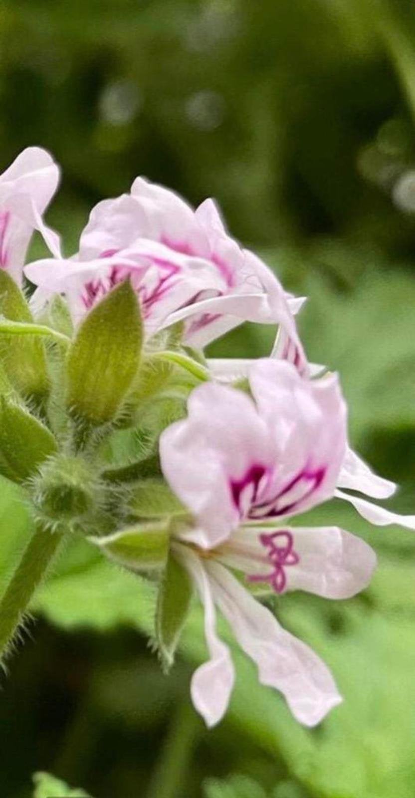 biologische kamerplanten vintage unieke jaren ‘50 potten, Huis en Inrichting, Kamerplanten, Ophalen, Halfschaduw, Minder dan 100 cm