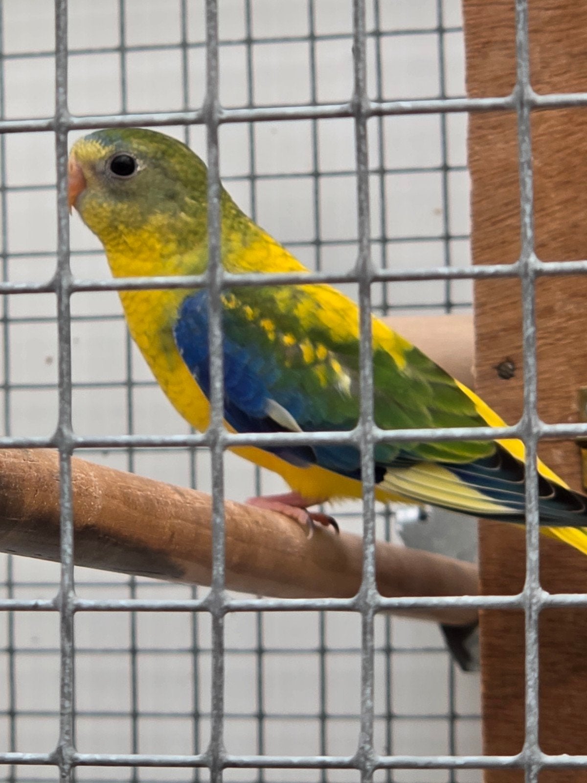 Jonge Turquosine parkiet, Dieren en Toebehoren, Vogels | Parkieten en Papegaaien, Mannelijk, Parkiet