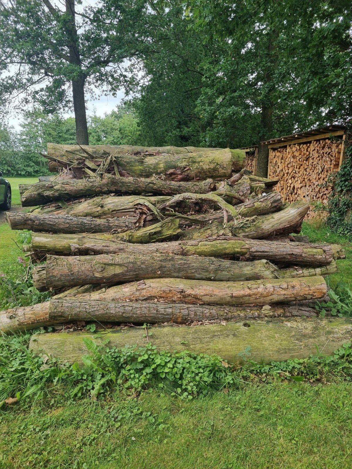 Stamhout: ca. 8m³ Spar en Berk, 2.30m lengte, 6 m³ of meer, Ophalen, Overige houtsoorten, Stammen