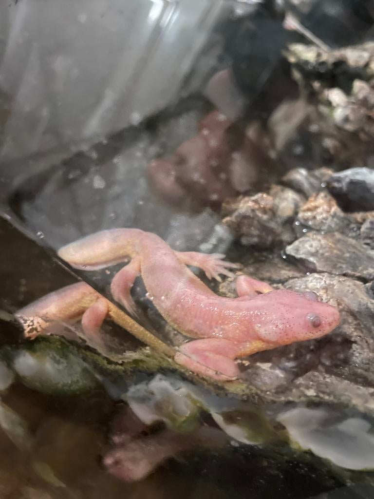 Albino ribsalamander, Amfibie, 3 tot 6 jaar