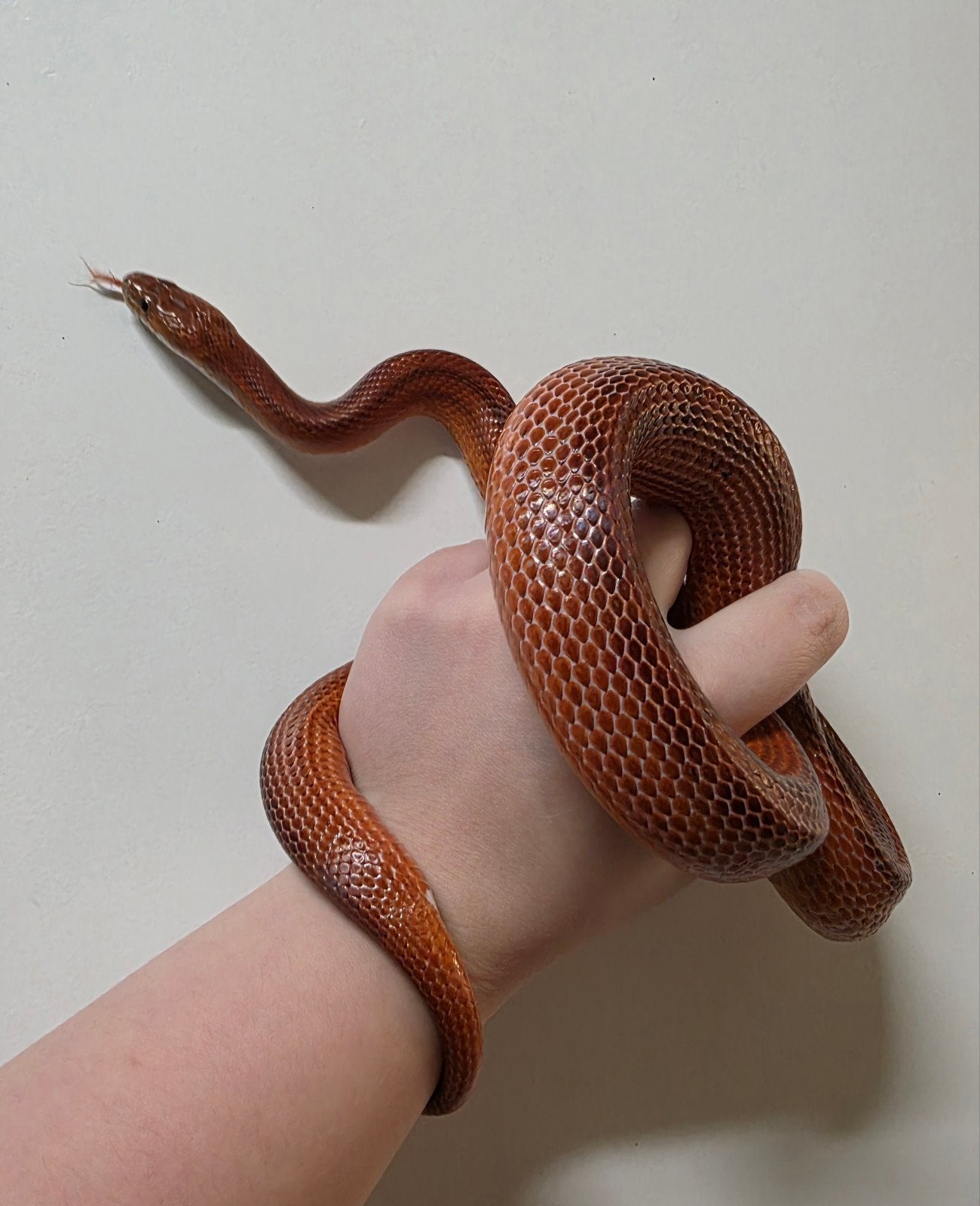 Pantherophis guttatus (Bloodred striped) 0.1 Corn Snake photo 5
