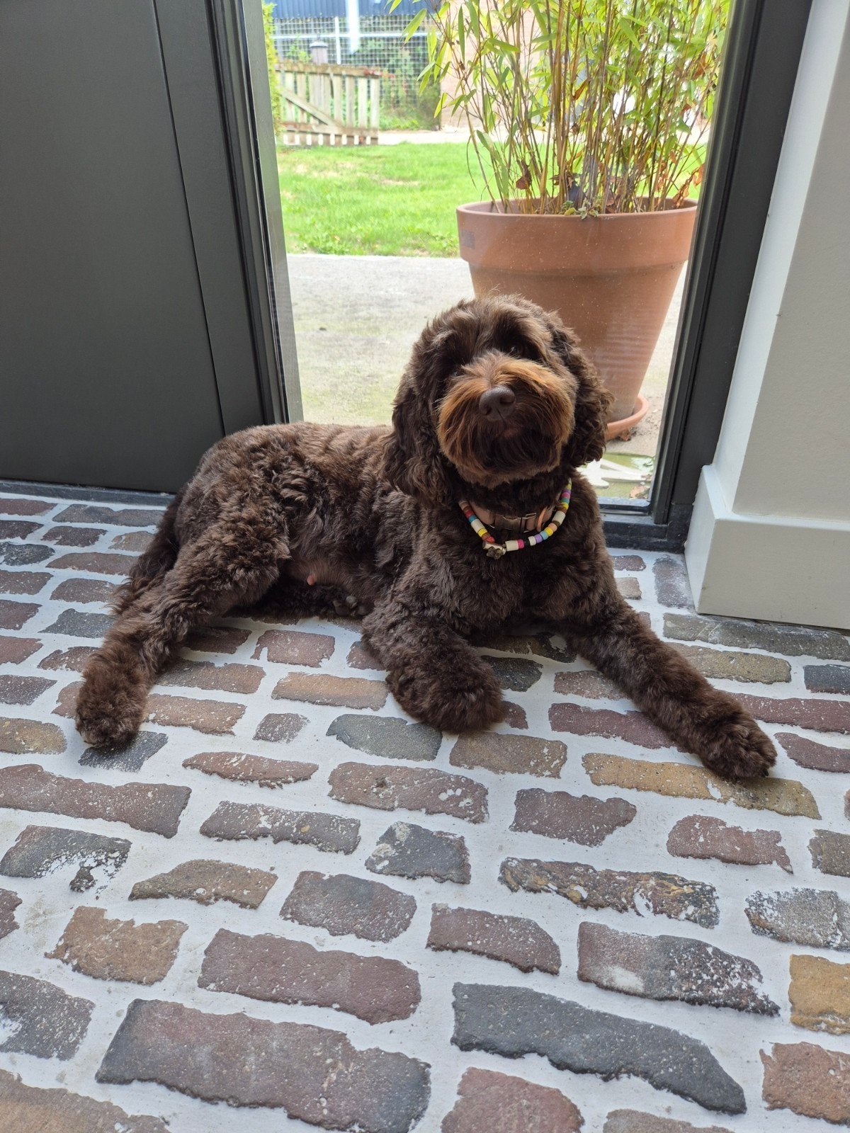 Nestaankondiging pups Cockapoo X Australian Labradoodle, Overige rassen, 8 tot 15 weken, Geslacht onbekend, Meerdere