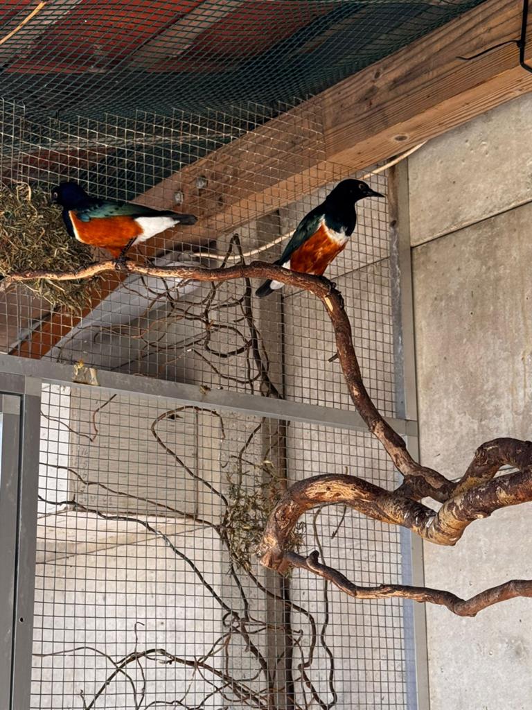 Te koop: koppel driekleur glansspreeuwen, Meerdere dieren, Tropenvogel, Geringd