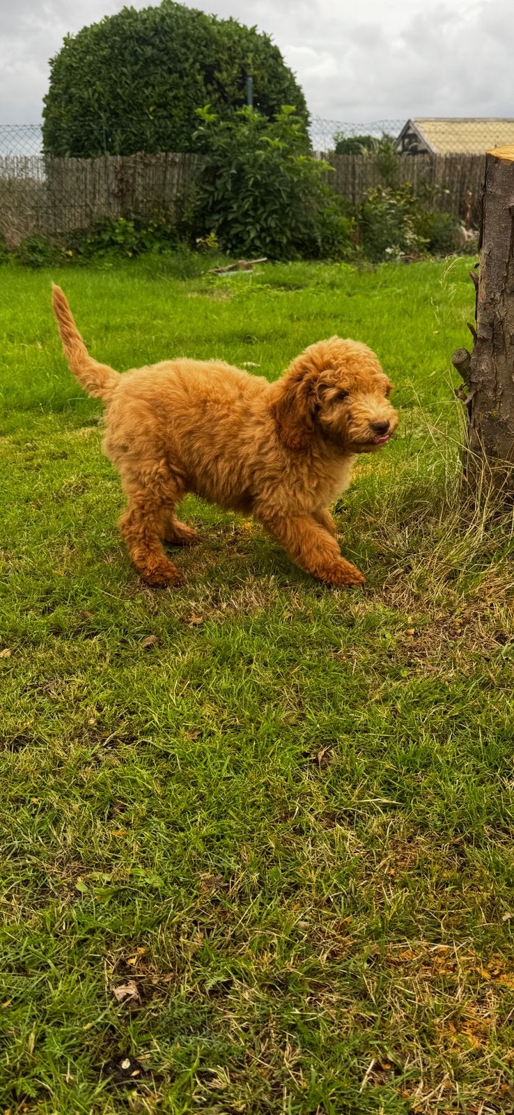 Enthousiaste Labradoodle reu, Parvo, België, Particulier, 8 tot 15 weken