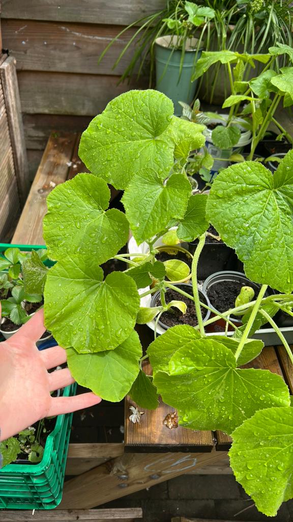 Grote oranje pompoen stekjes, Tuin en Terras, Planten | Fruitbomen, Ophalen, Minder dan 100 cm, Overige soorten, Zomer