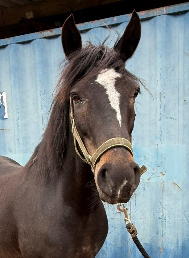 Lieve D pony te koop, Dieren en Toebehoren, Pony's, Merrie, L, Met stamboom, 7 tot 10 jaar