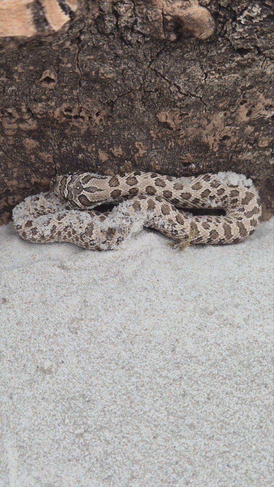 Haakneusslang Het maitai Hognose Snake photo 5