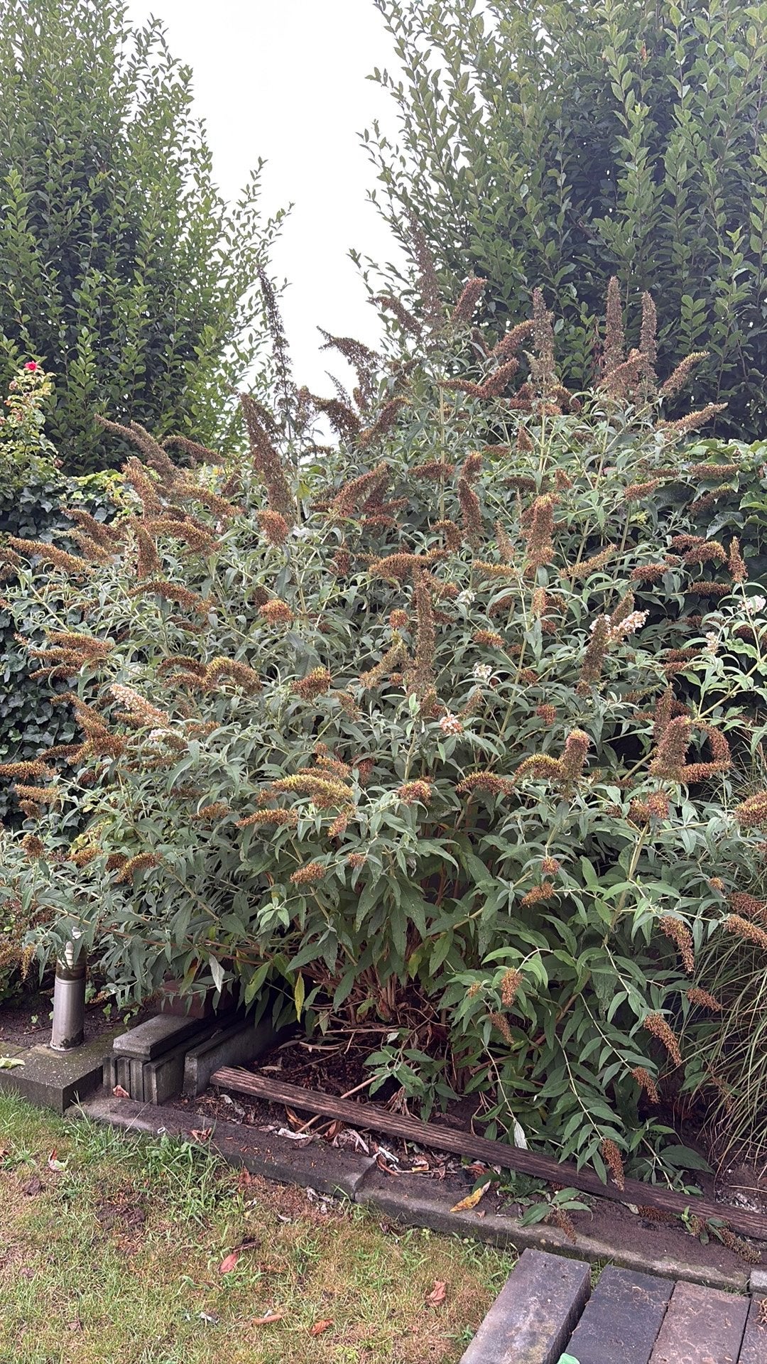 Vlinderstruik wit, Tuin en Terras, Ophalen, Vlinderstruik, Struik, Minder dan 100 cm
