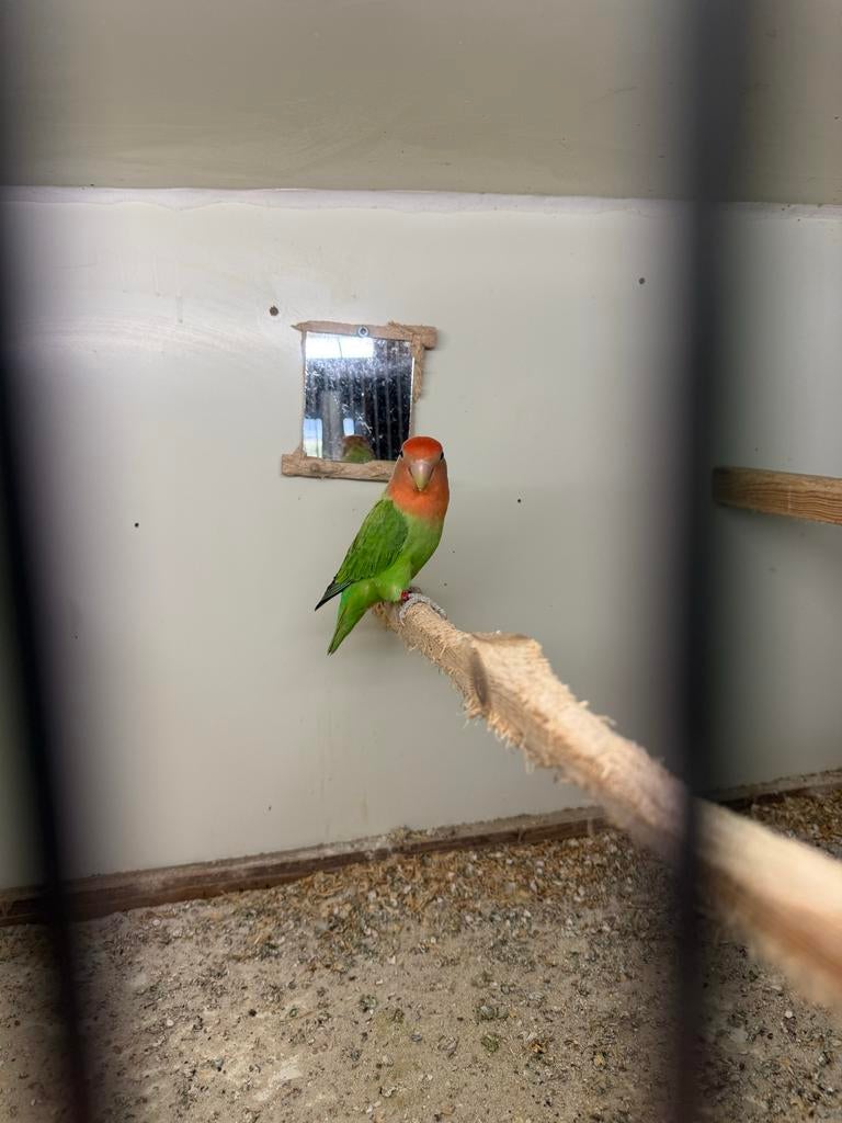 Agapornis/dwerg papagaai, Mannelijk, Dwergpapegaai of Agapornis