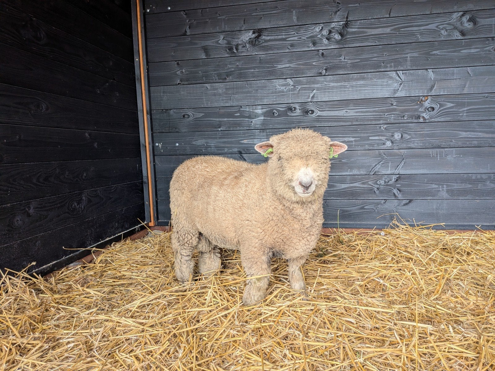 Ryeland (dek)ram 25 en 26, Dieren en Toebehoren, Mannelijk, Schaap