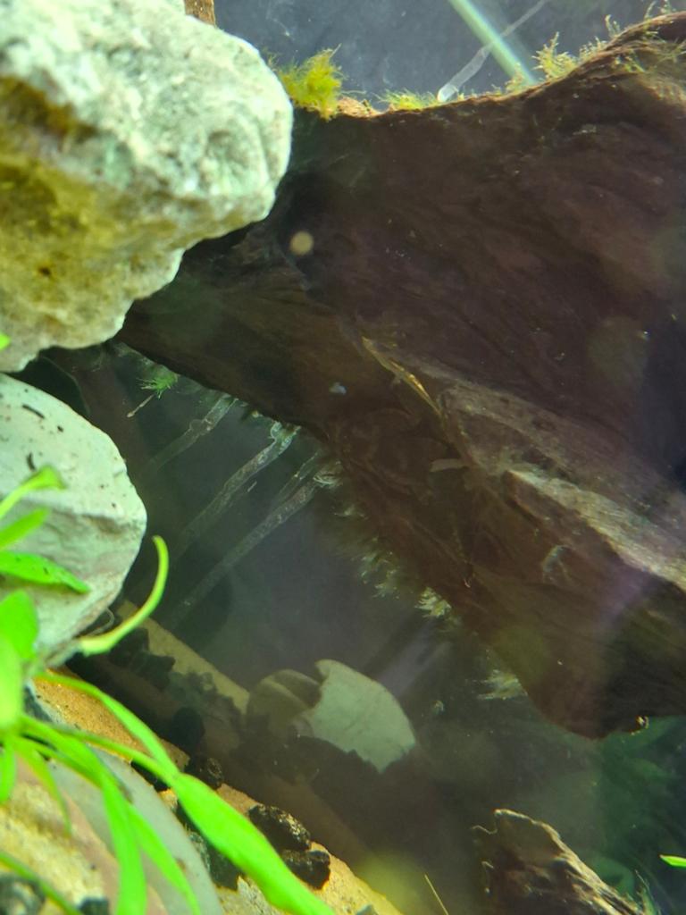 Pleco algeneter, Vis, Zoetwatervis