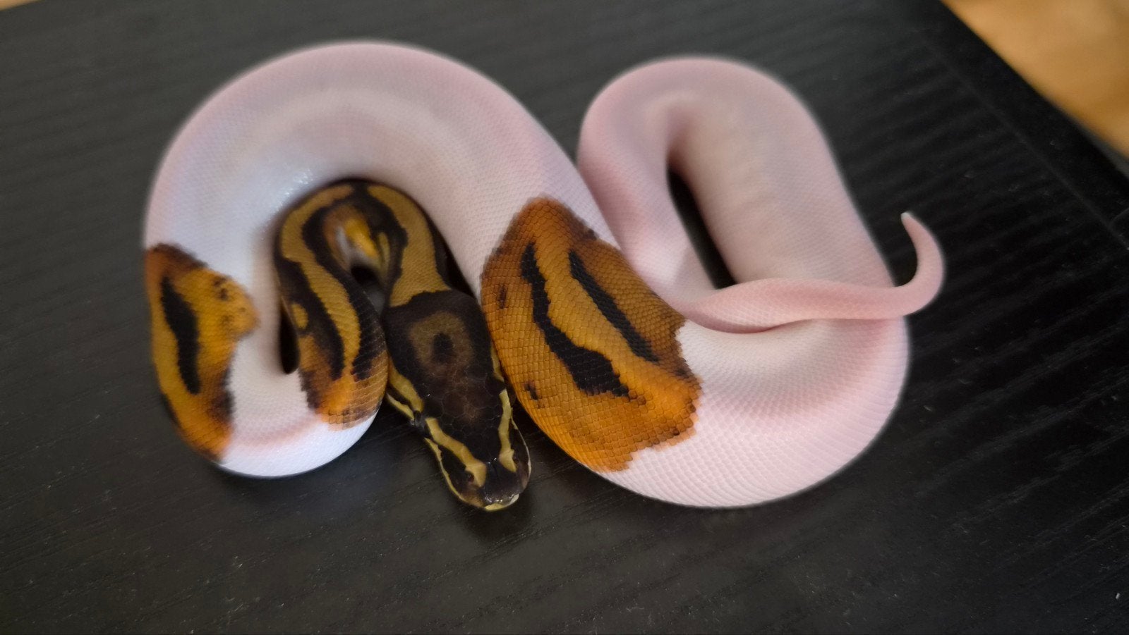 0.1 piebald 2026, Dieren en Toebehoren, Reptielen en Amfibieën, Slang, Tam, 0 tot 2 jaar