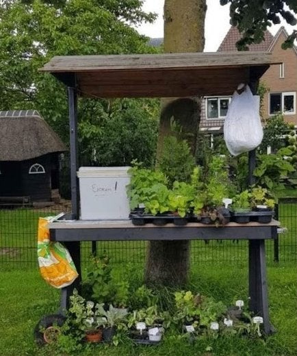 Te koop, vaste planten (winterhard), Ophalen, Vaste plant, Overige soorten, Halfschaduw