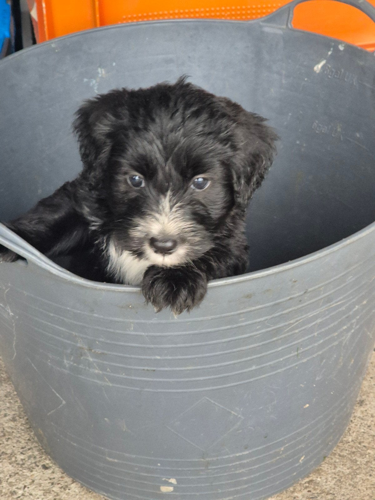 Te koop: Labradoodle pup, 8 tot 15 weken, Meerdere, Meerdere dieren, Nederland