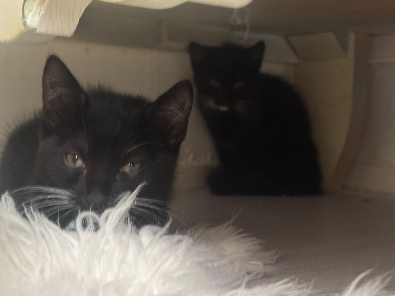 Lieve kittens 10 weken jong, Meerdere dieren, Kortharig, 0 tot 2 jaar