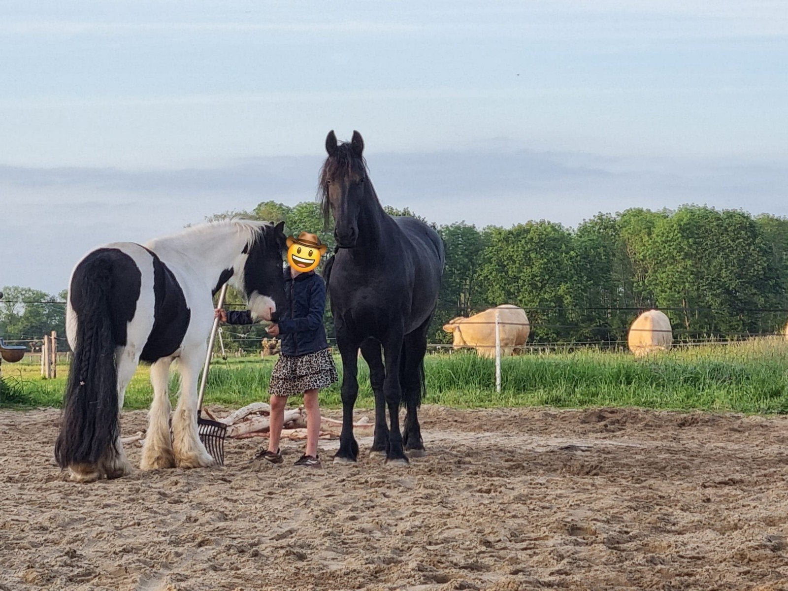 Bijrijder gezocht Friese merrie L2, Dieren en Toebehoren