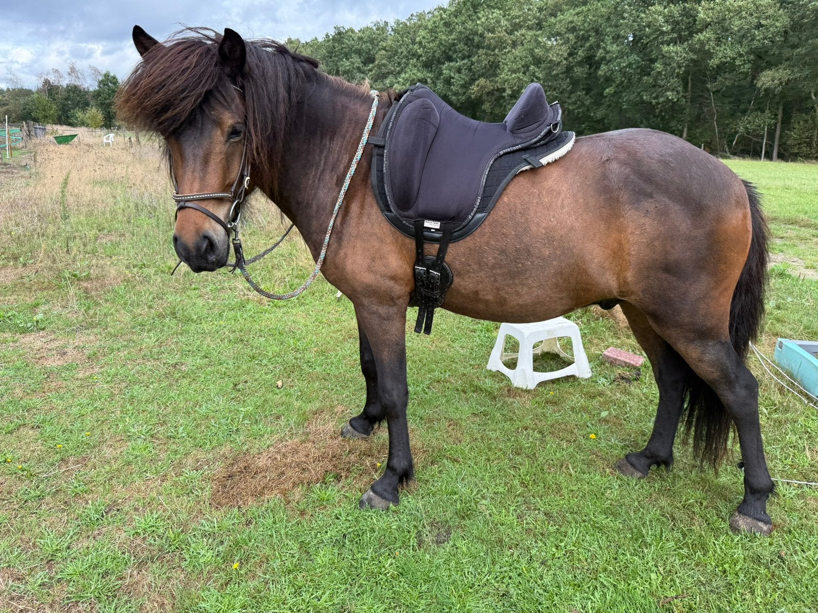 Bijrijder gezocht, jonge ijslander, Toebehoren, 2 of 3 paarden of pony's