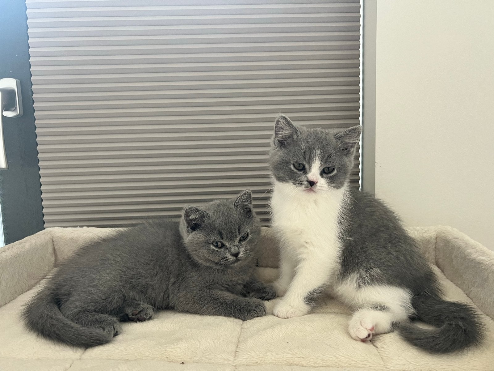 Britse langhaar x britse korthaar katers beschikbaar, Kater