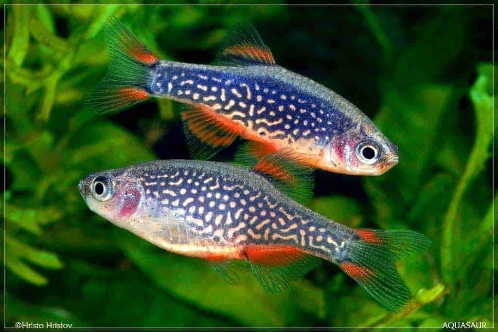 1 Danio margaritatus te koop

Ik bied 2 Danio margaritatu, Dieren en Toebehoren, Vis