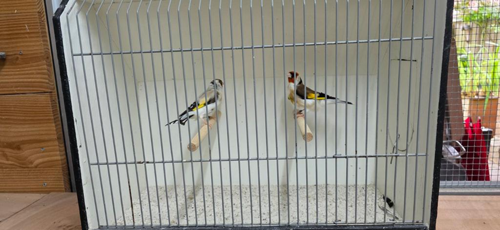 Kweek koppel major putters, Dieren en Toebehoren, Vogels | Overige Vogels, Meerdere dieren, Wildzangvogel