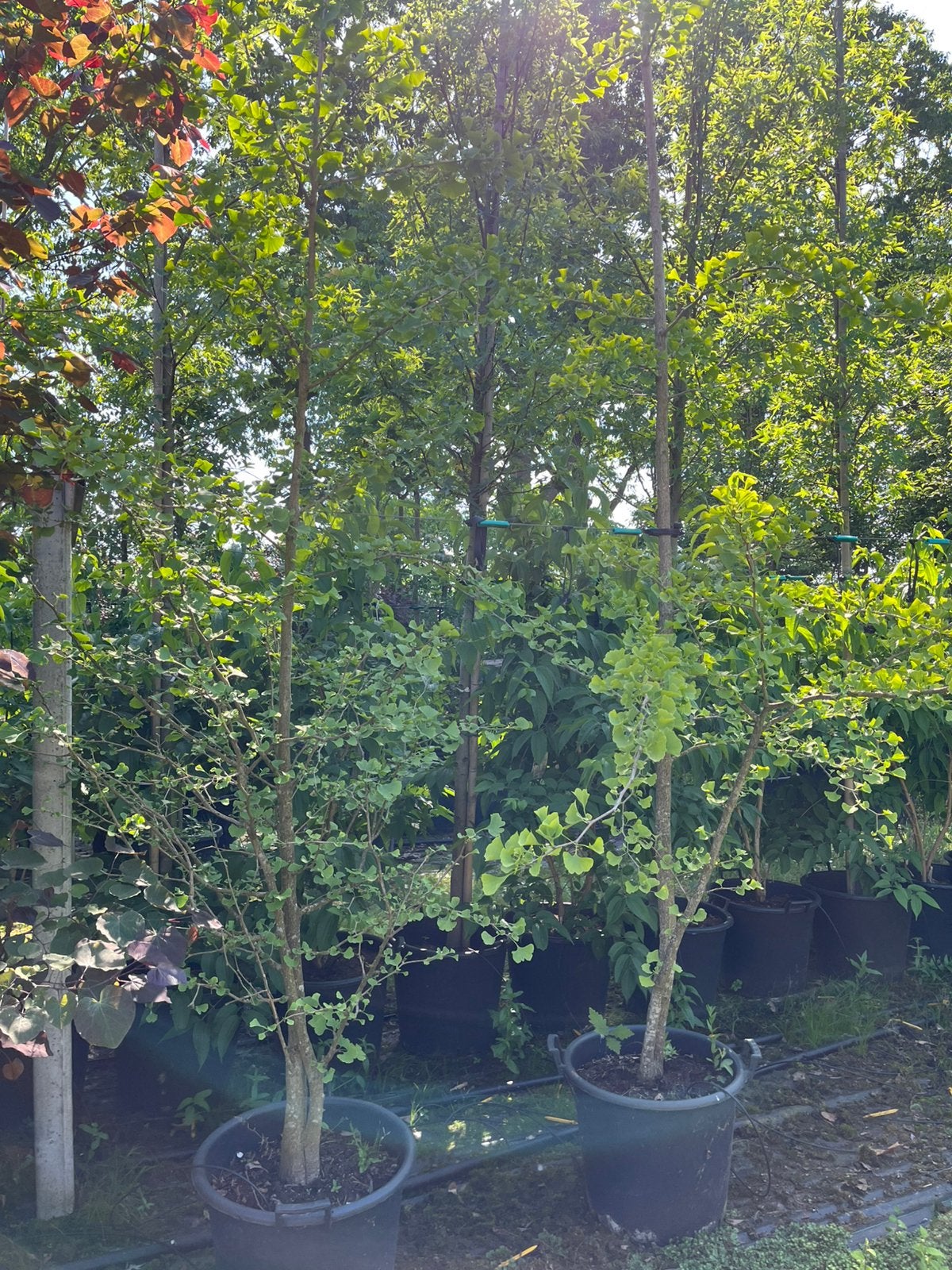 Diverse vormen Japanse notenbomen te koop, Bloeit niet, Overige soorten, Minder dan 100 cm, Ophalen