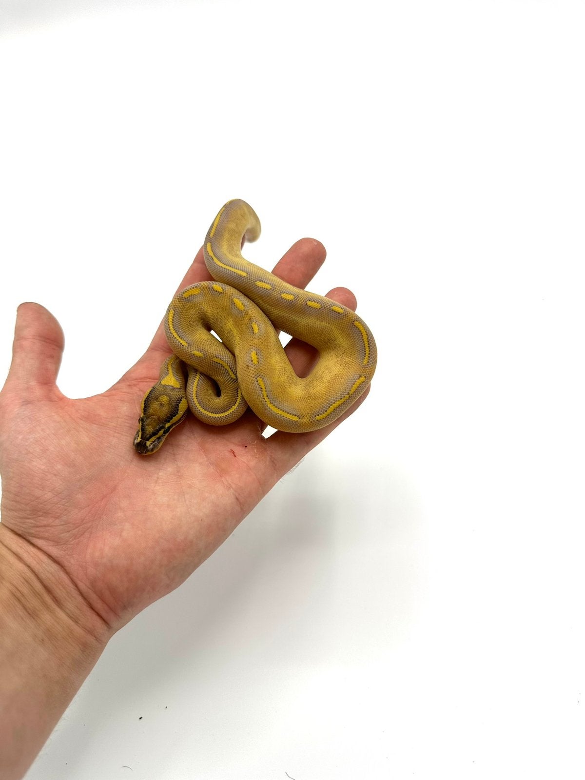 Diverse Python regius - koningspythons Ball Python photo 2