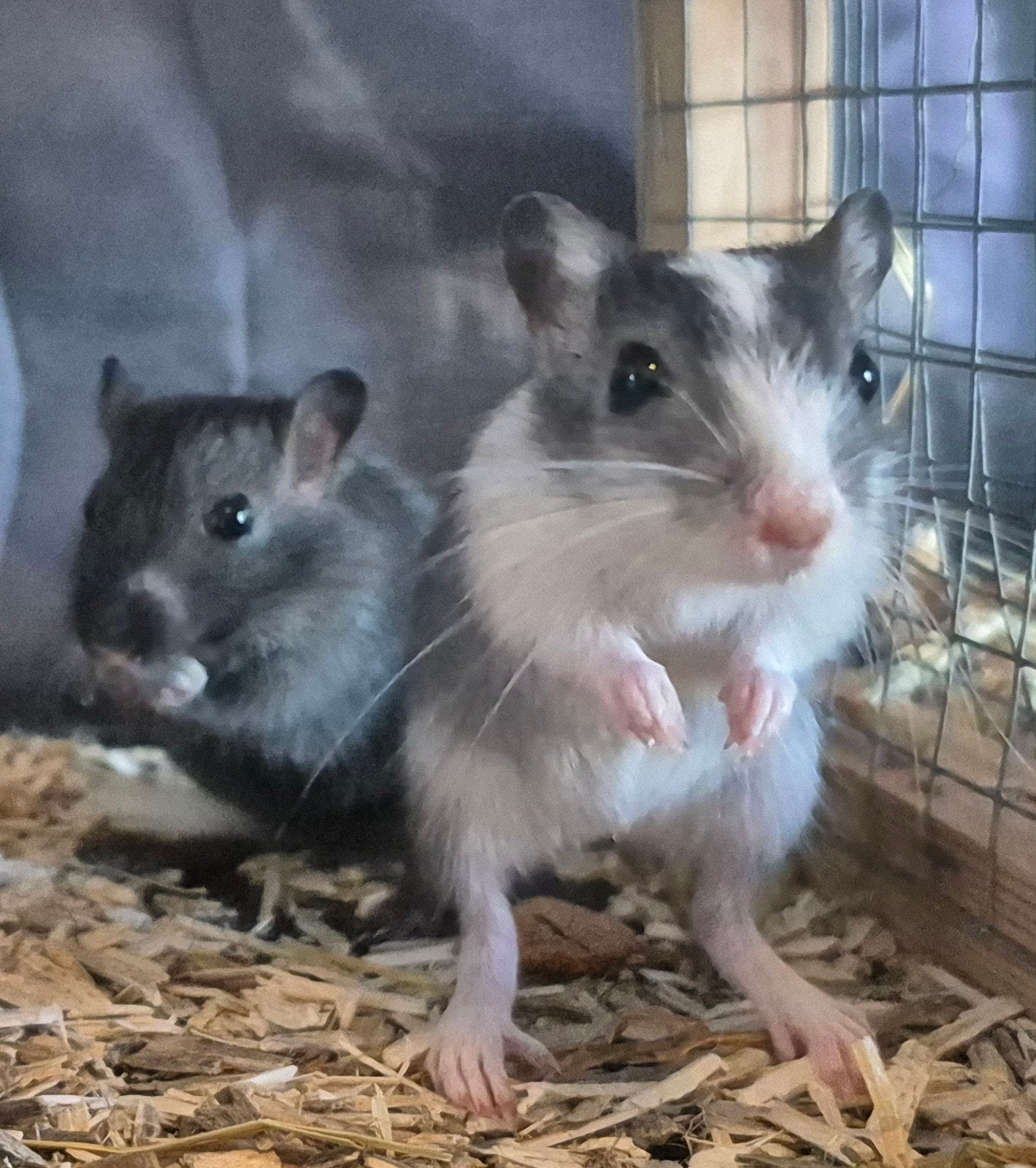Twee Mongoolse gerbils, Mei, Meerdere dieren, Overige typen