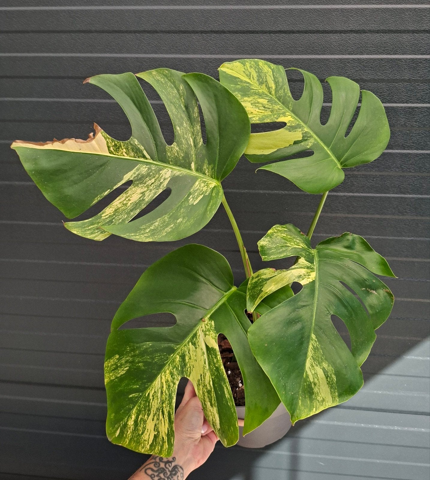 Monstera deliciosa aurea variegata, Ophalen