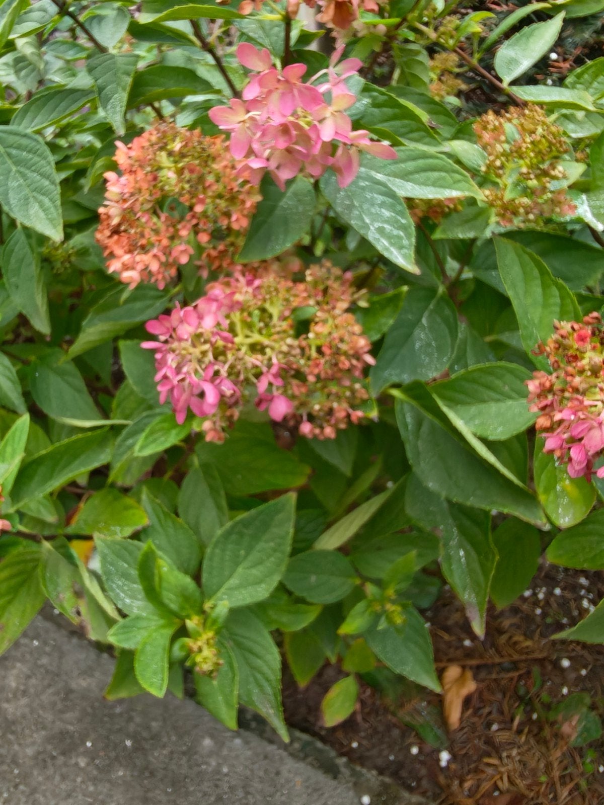 rode hortensia, Ophalen, Overige soorten, Halfschaduw