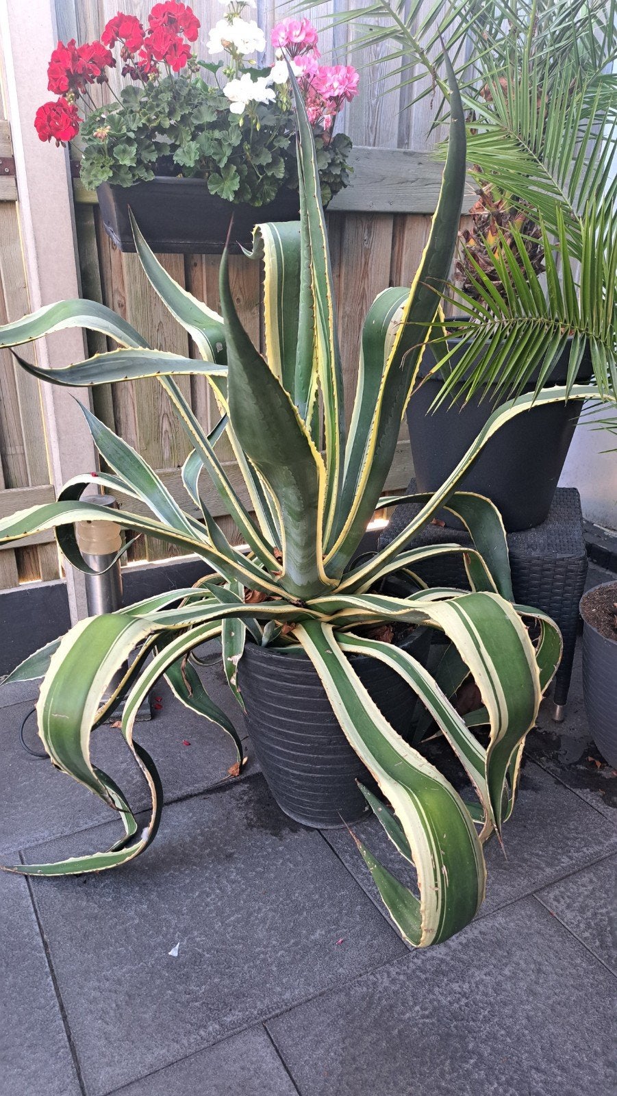 Agave americana, Tuin en Terras, Volle zon, Vaste plant, Bloeit niet, Ophalen