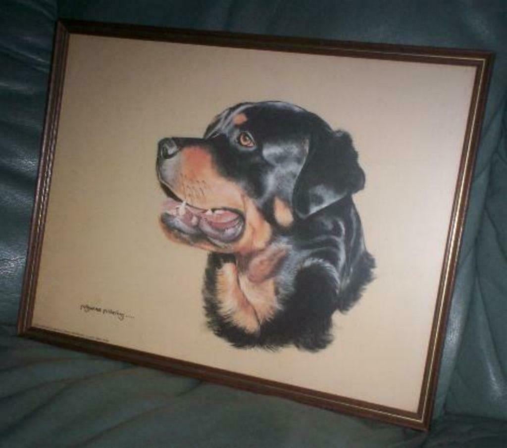 1 ingelijste rottweiler pollyanna pickering, Ophalen, Gebruikt, Hond of Kat, Beeldje of Figuurtje