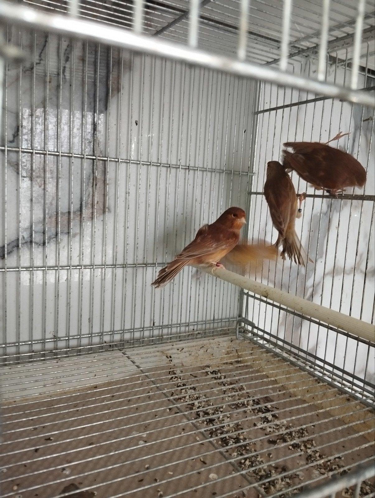 kanaries siplt pheo's, Dieren en Toebehoren