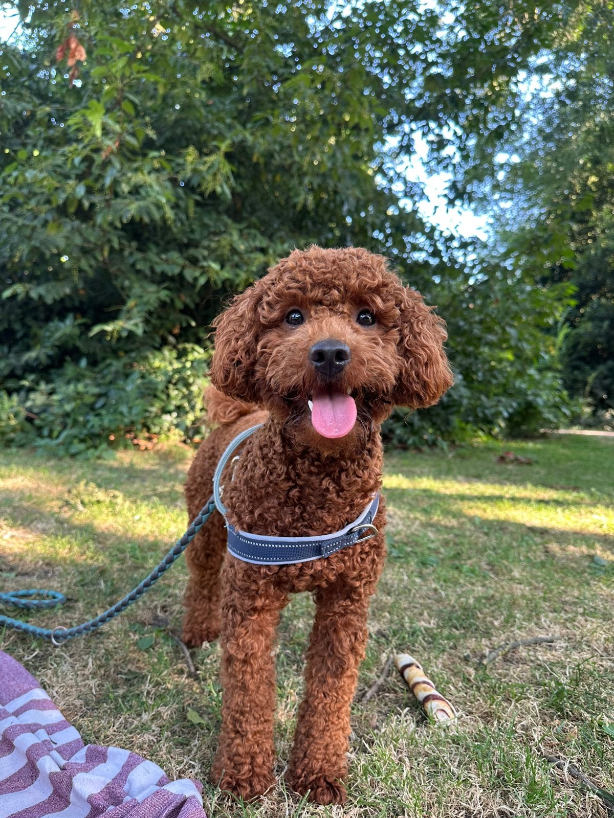 Dekreu – Dwergpoedel reu, Parvo, 15 weken tot 1 jaar, Eén hond, Nederland