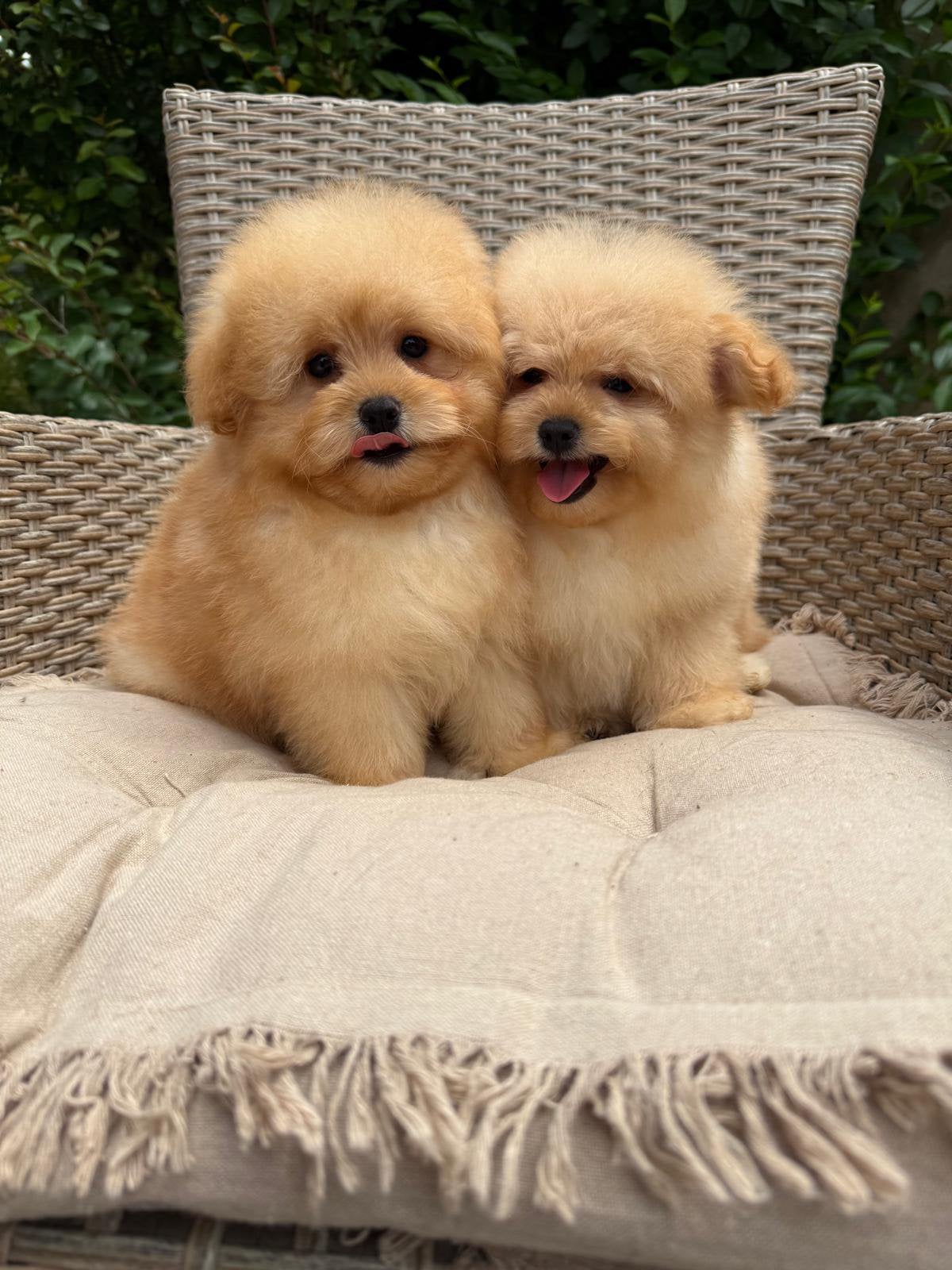 Pomapoo pups - Pomeranian x Poedel mix, Dieren en Toebehoren, Honden | Chihuahua's en Gezelschapshonden, 8 tot 15 weken, Buitenland