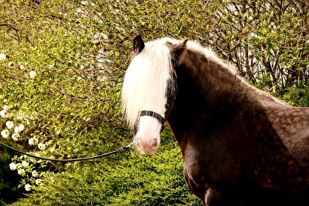 4 jarige hengst ter dekking of te koop, Dieren en Toebehoren, Paarden, Gechipt, Minder dan 160 cm, Dressuurpaard, Hengst