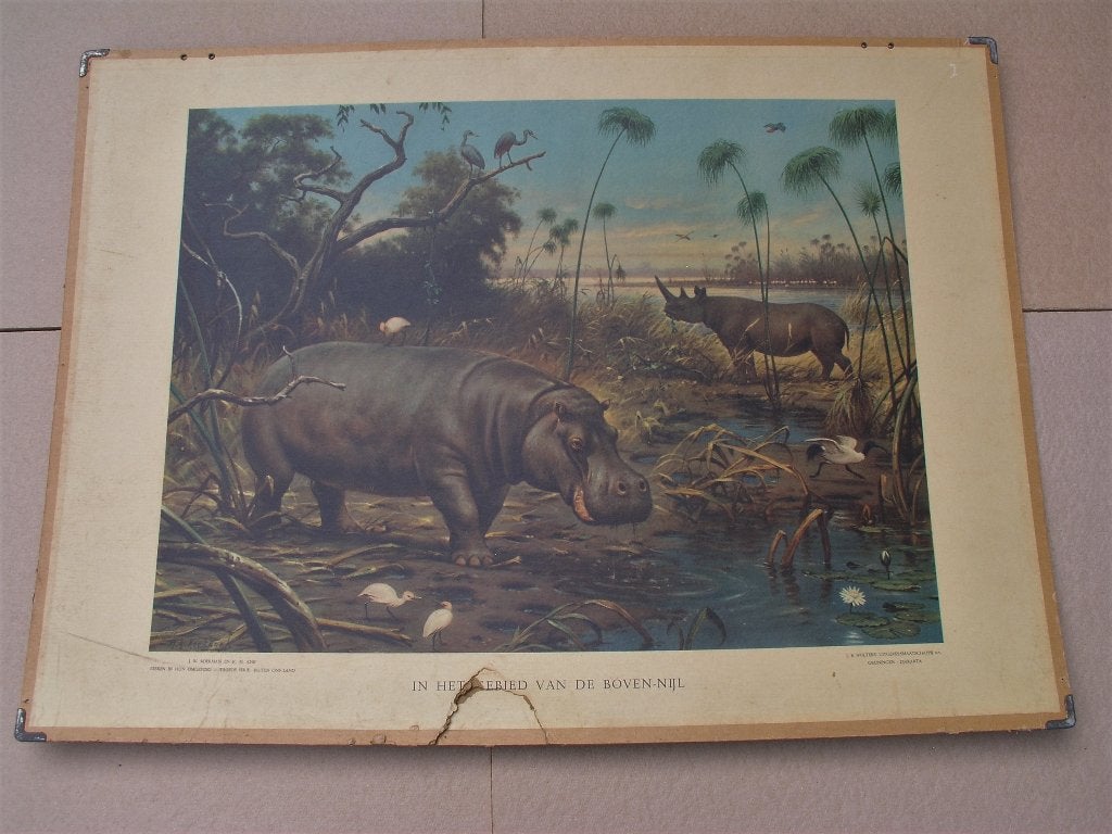 Schoolplaat In het gebied van de Boven-Nijl, Antiek en Kunst, Antiek | Schoolplaten, Ophalen, Natuur en Biologie