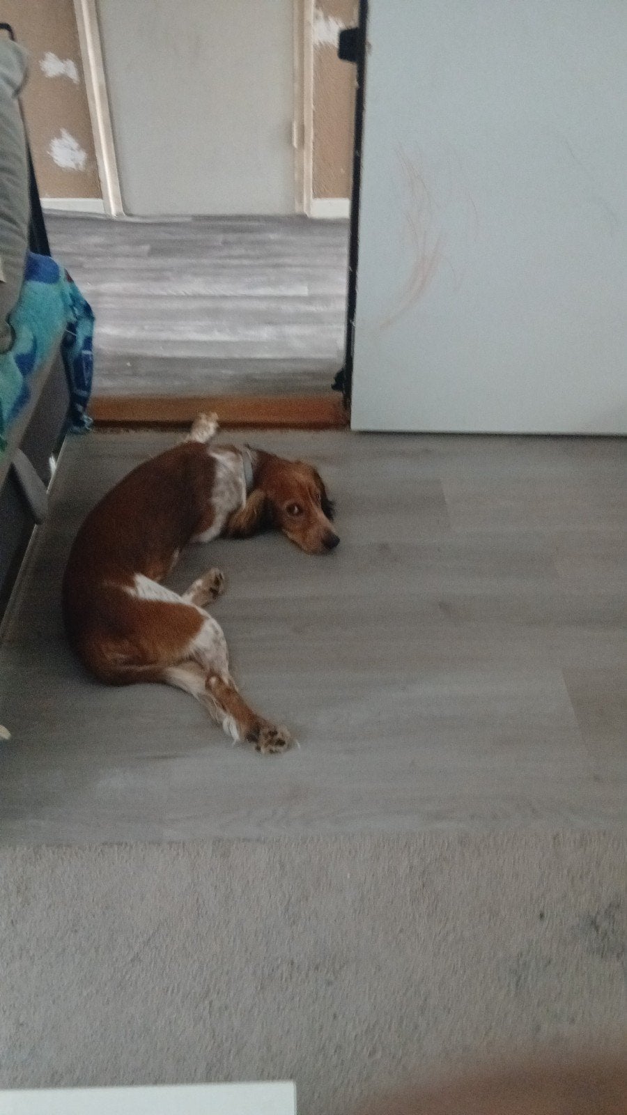 cockerspaniel/friese stabij, 15 weken tot 1 jaar, Reu, Eén hond, Nederland