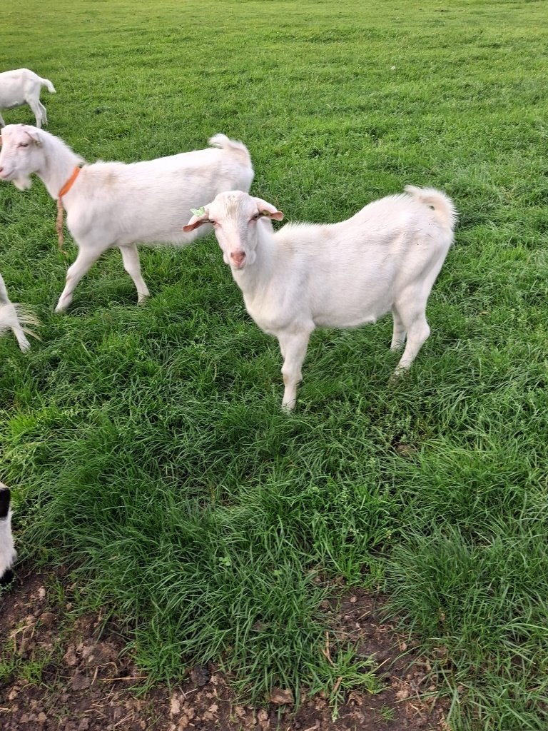 Mooie bokken ter dekking hoornloos, Dieren en Toebehoren, Mannelijk, Geit, 0 tot 2 jaar