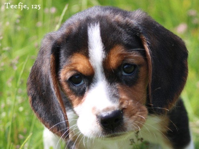 Beaglier pup, teefje, Nederland, Parvo, Overige rassen, 8 tot 15 weken