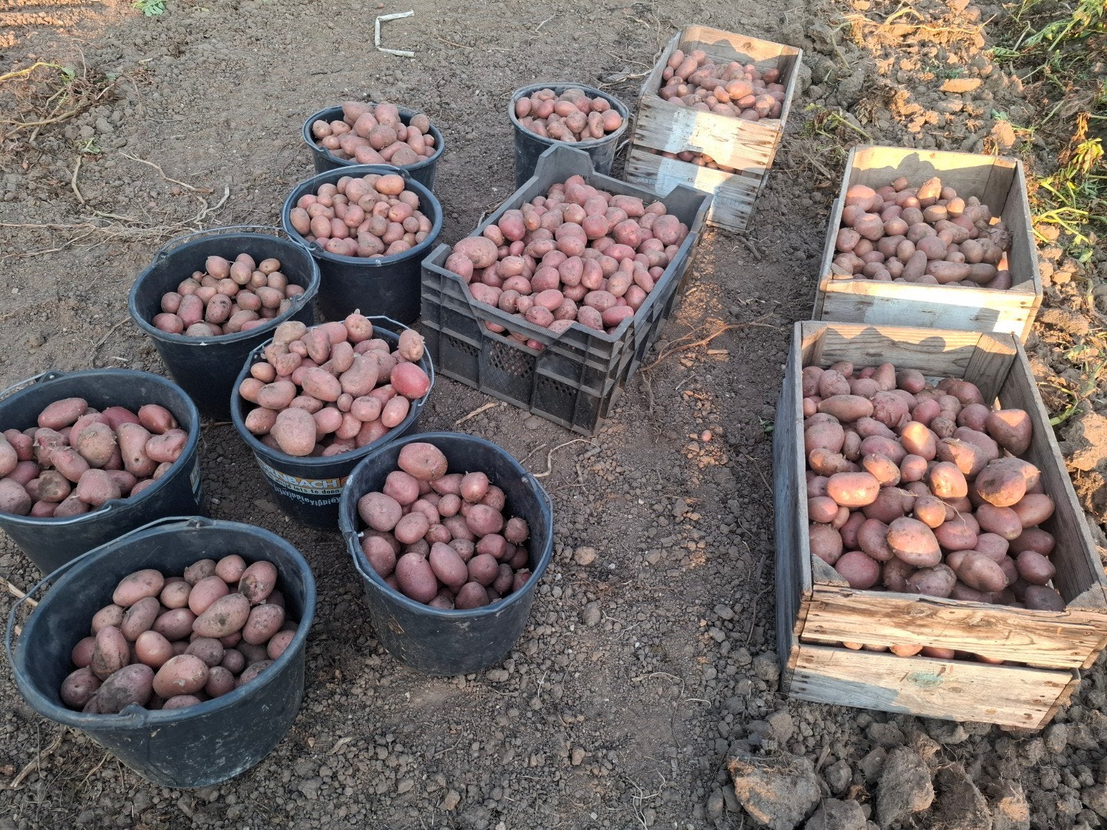 Verse rode aardappelen - Direct van het land, Diversen, Ophalen of Verzenden