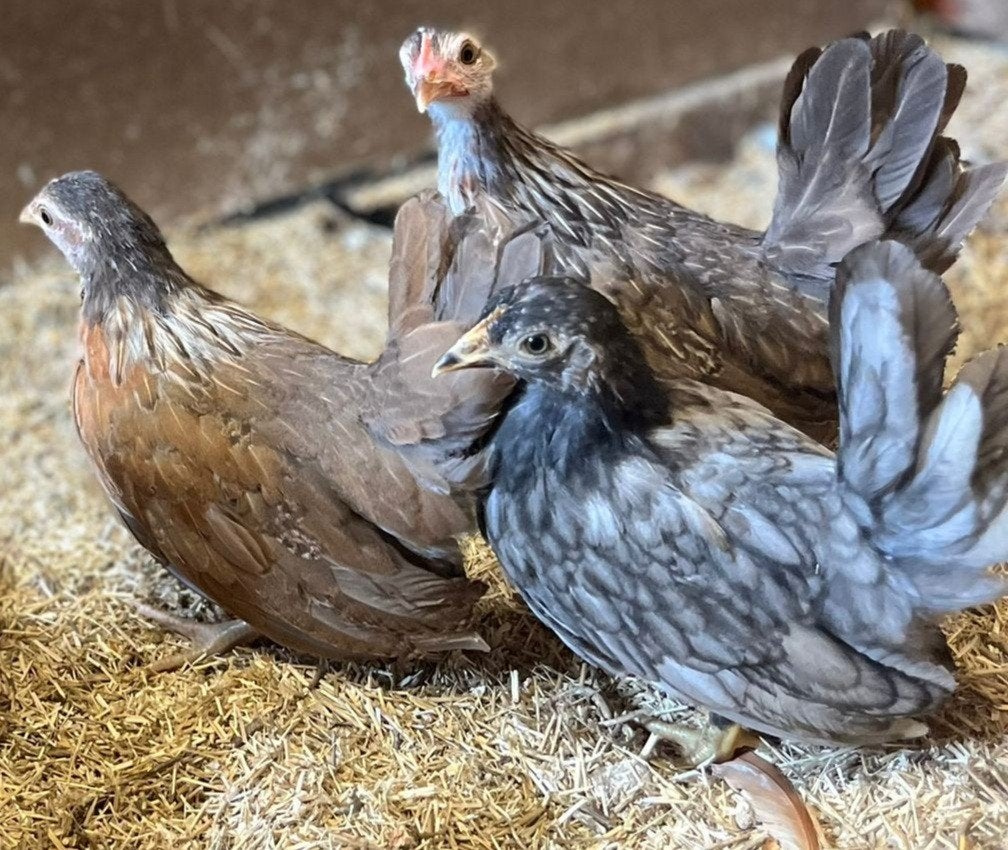 Serama kipjes, Dieren en Toebehoren, Pluimvee, Meerdere dieren, Kip