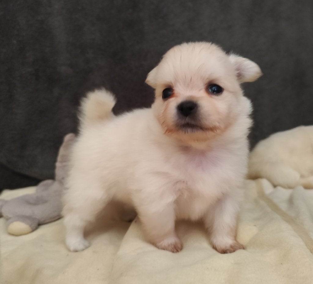 België Pomchi Pups, Dieren en Toebehoren, België, Fokker | Hobbymatig, Overige rassen, 8 tot 15 weken