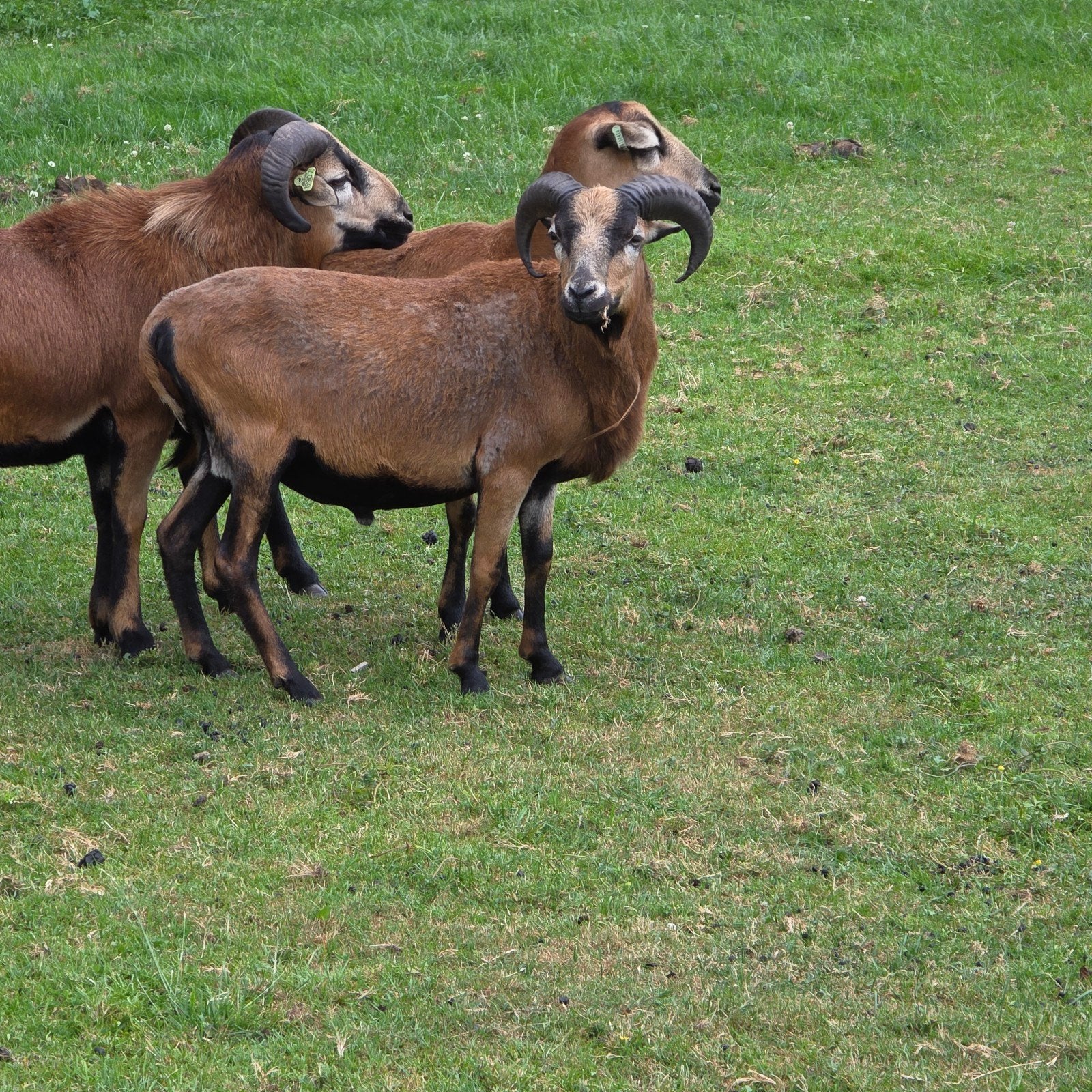 Kameroen ram, Mannelijk, Schaap