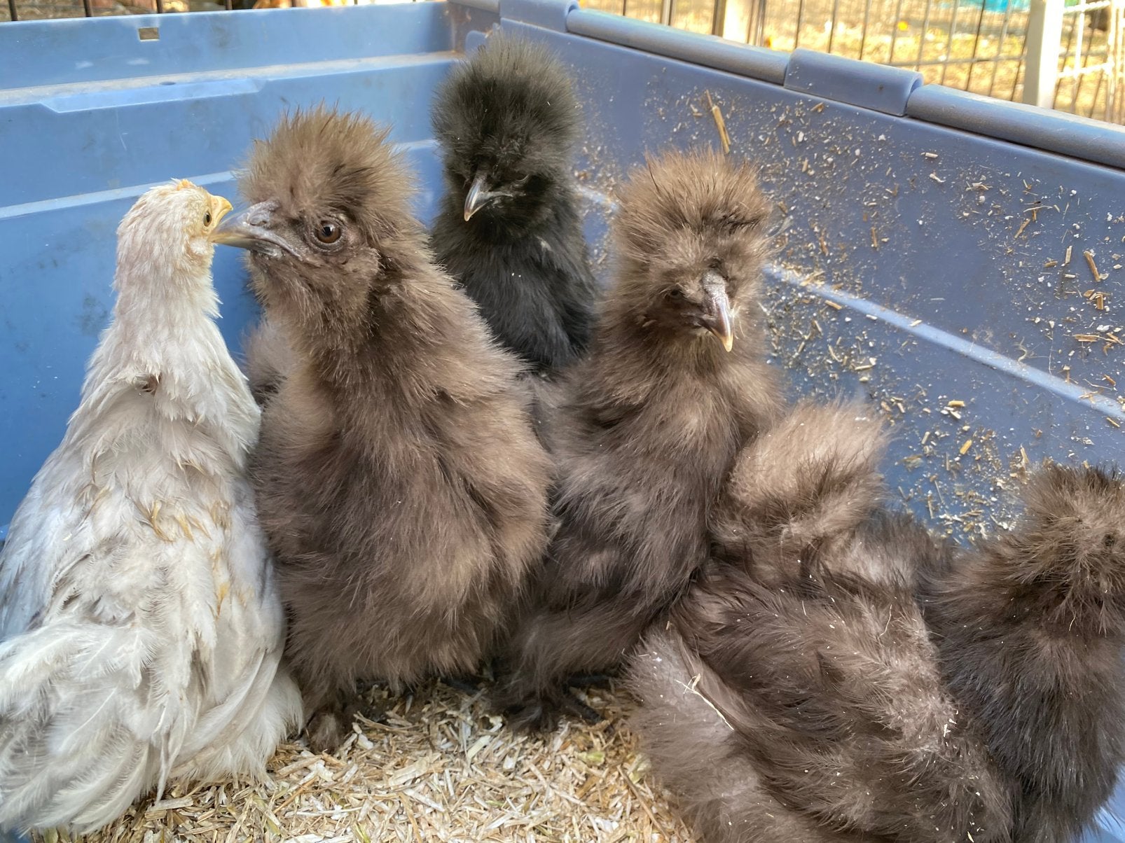 Jonge hennen Zijdehoen groot EU type, Dieren en Toebehoren, Vrouwelijk, Kip