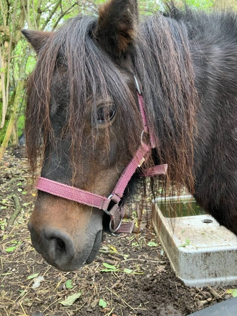 pony te koop, Merrie, A pony (tot 1.17m), Gechipt, 11 jaar of ouder