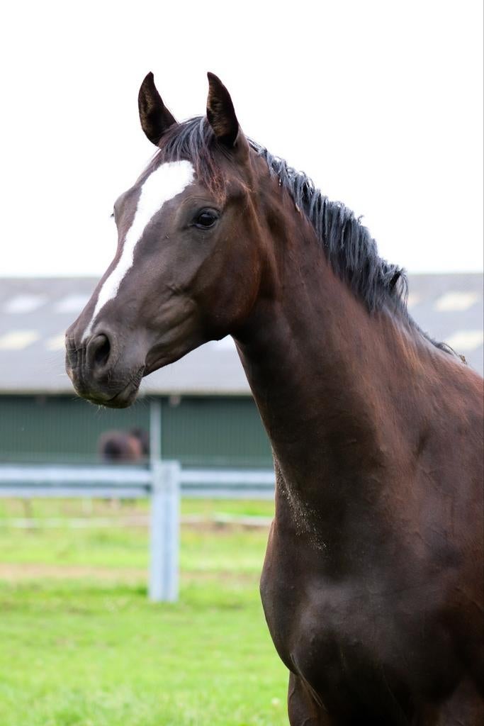 Knappe 3 jarige dressuur merrie, Merrie, Met stamboom, Dressuurpaard, 3 tot 6 jaar
