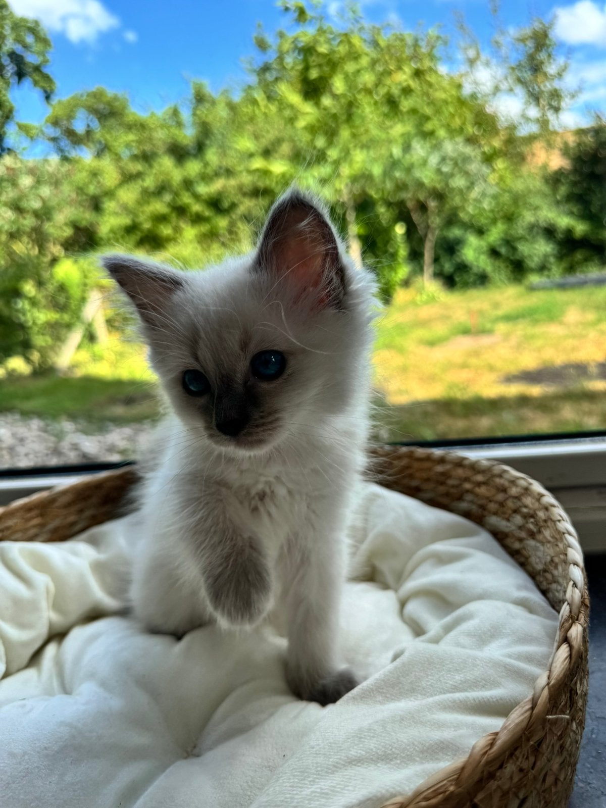 4 prachtige lieve ragdol kittens met stamboom, Meerdere dieren, Gechipt