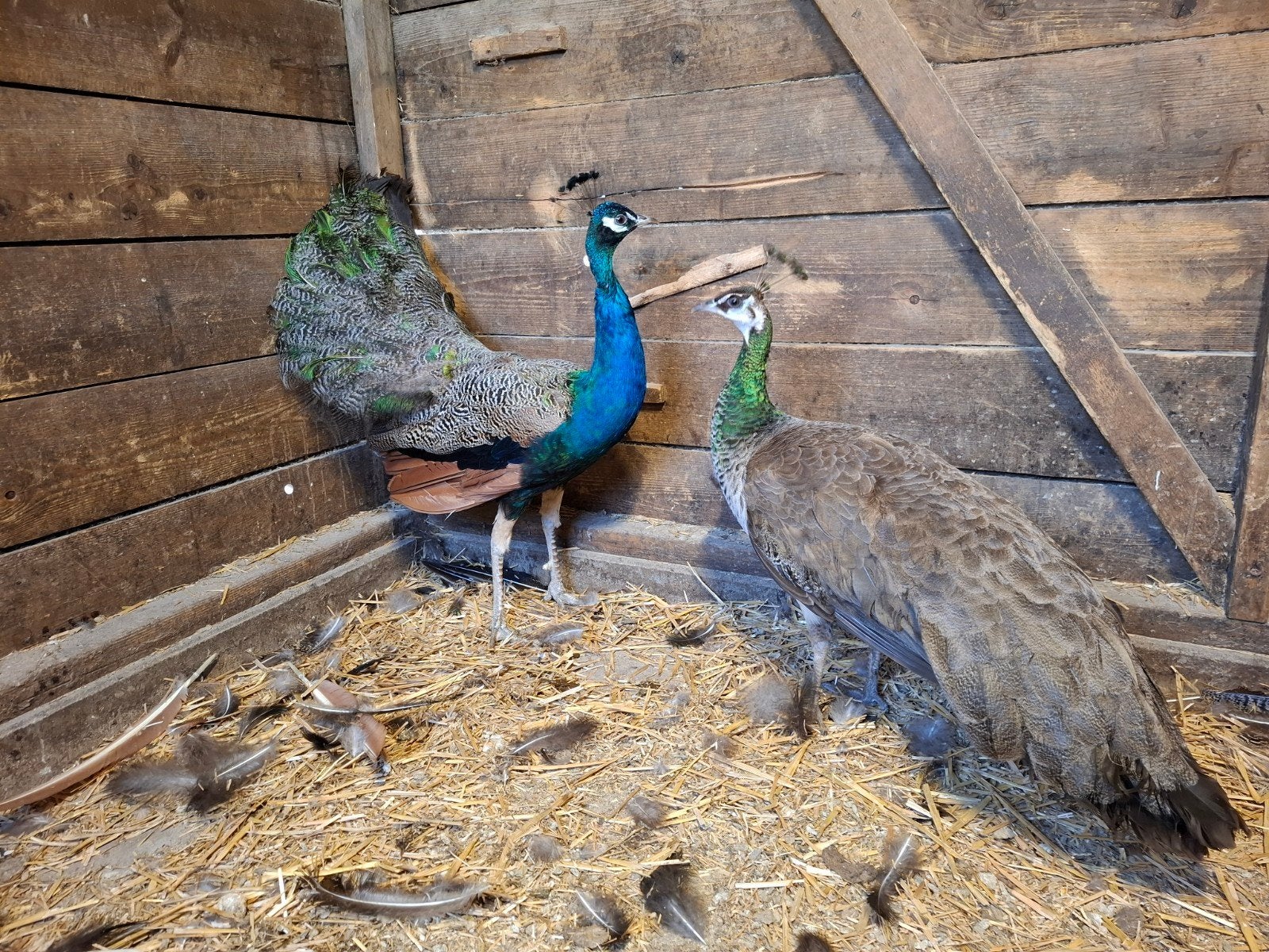 Koppel blauwe pauwen, Dieren en Toebehoren, Meerdere dieren, Overige soorten